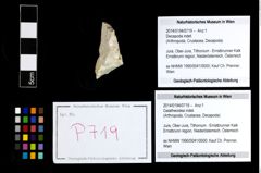 Foto (Objekt + Etikett) von Galatheoidea indet.  (NHMW-GEO-2014-0194-0719)